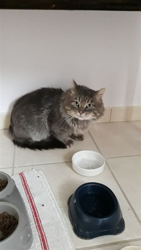 hermes adoption